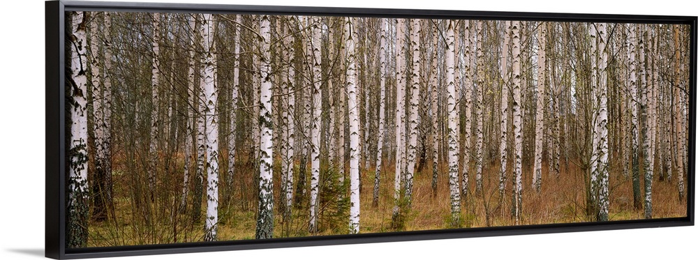 Wall art photograph of a forest dense with birch trees on a panoramic, landscape canvas.