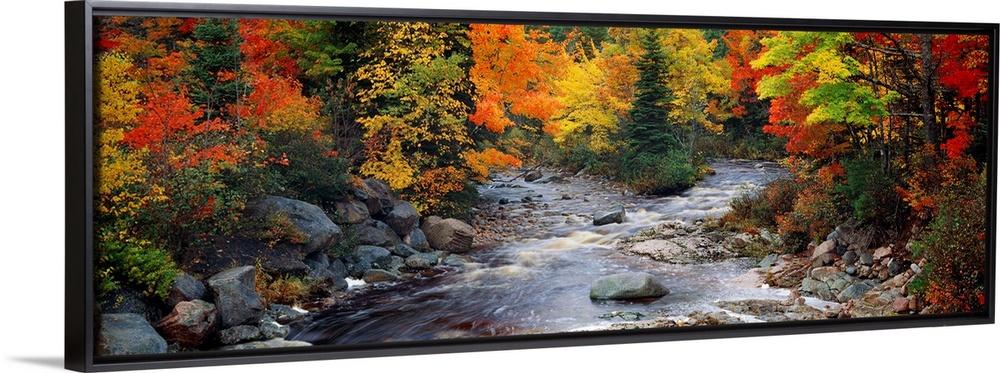 Big, panoramic, photographic wall hanging of a stream with large rocks, flowing through a bright forest of fall foliage in...