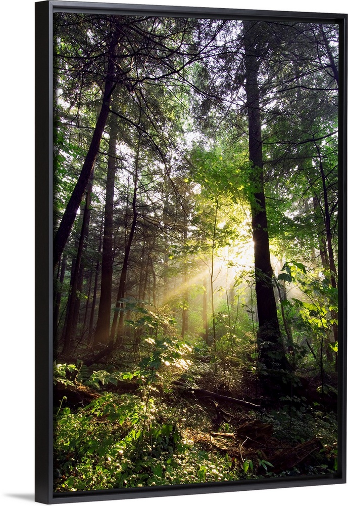 Light shines through gaps in the summer foliage to illuminate the forest floor in this vertical landscape photograph.