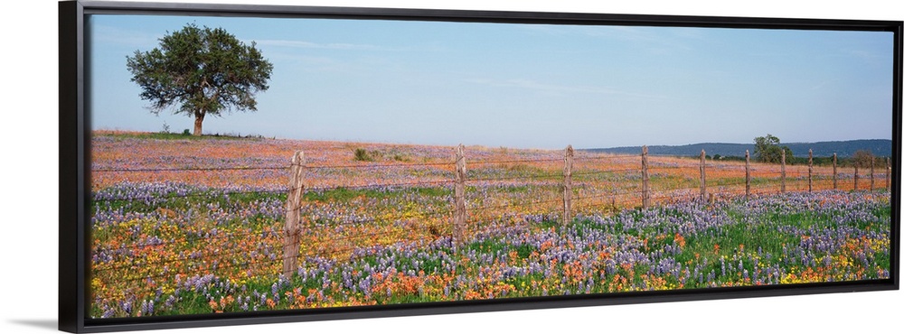 Panoramic photograph displays a large field with endless amounts of colorful flowers that is highlighted by a fence runnin...