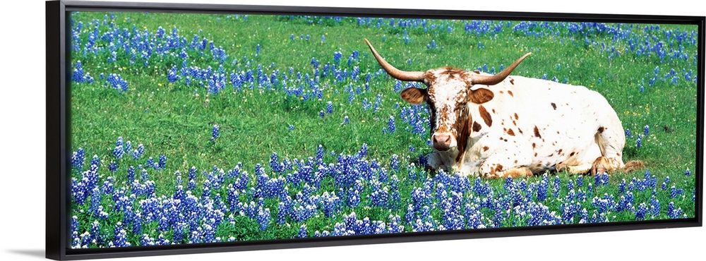 A steer sitting in a field of bluebonnet flowers in a panoramic photograph.