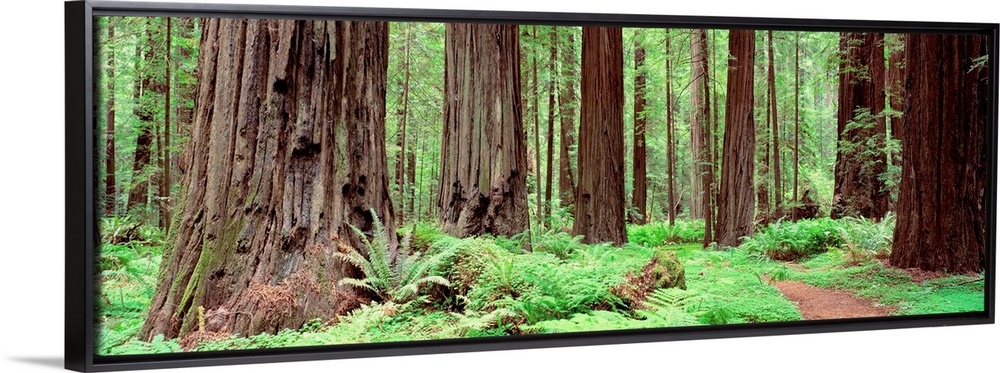 Panoramic photograph of enormous, thick trees and underbrush on the Avenue Of The Giants in Founders Grove, California (CA...