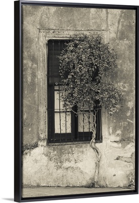 Tree in front of the window of a house, Calle San Jose, Colonia Del Sacramento, Uruguay