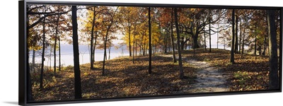 Trees in a forest, Sleeping Bear Dunes National Lakeshore, Michigan