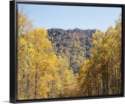 Trees on a mountain, Cherokee, Swain County, North Carolina
