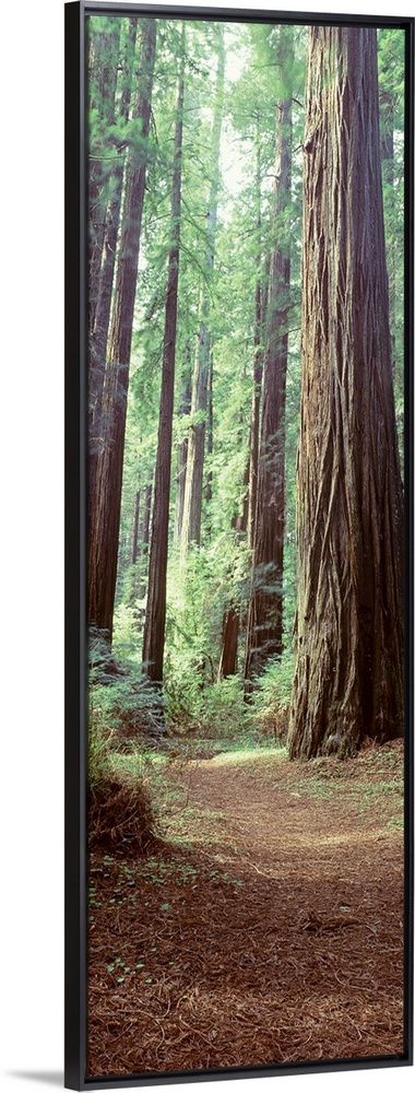 Trees Redwood St Park Humbolt Co CA