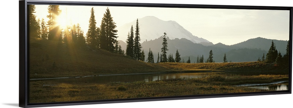 Horizontal, large photograph of the sun setting over a tree covered hillside in Mount Rainier National Park in Washington,...
