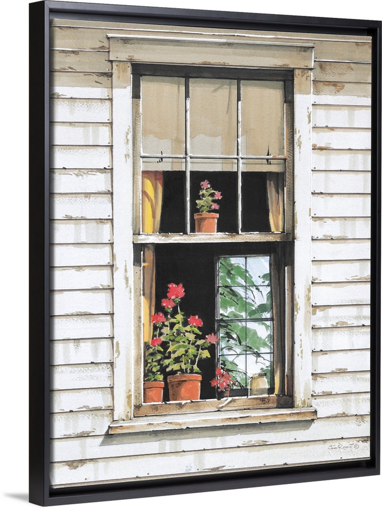 Window Geraniums