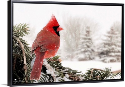 Winter Perch