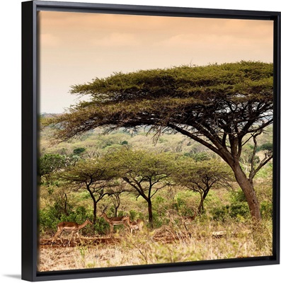 Umbrella Acacia Tree at Sunset
