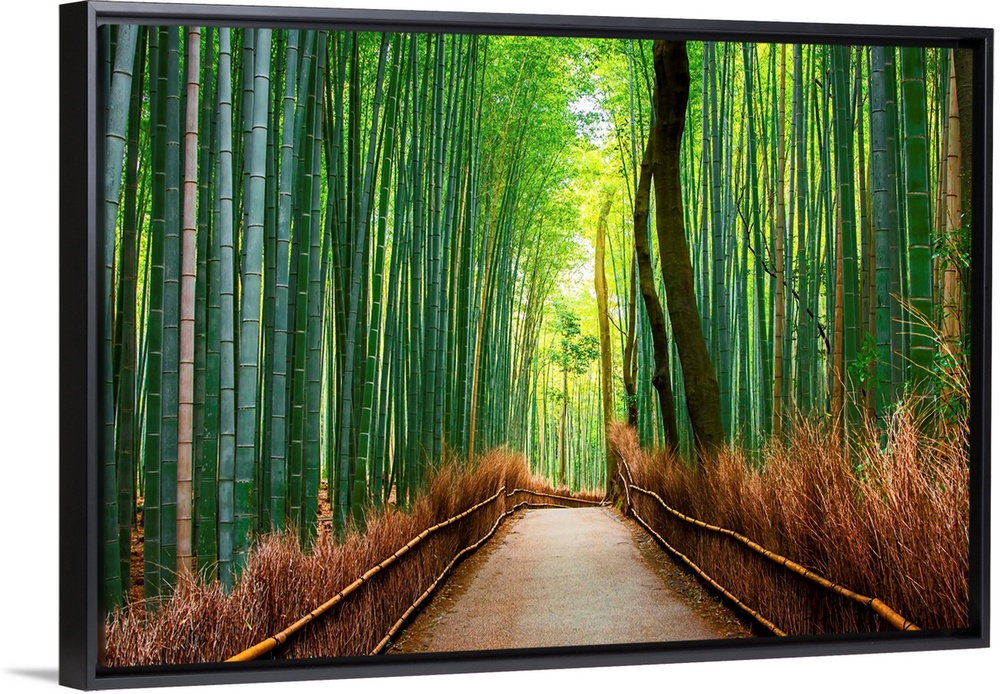 Bamboo forest in Arashiyama in western Kyoto, Japan.