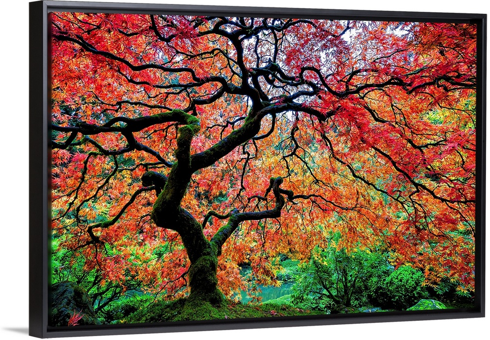 Maple tree in the Japanese Garden in Portland, Oregon.