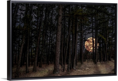 Moonrise Forest Stretched Canvas, Black Floating Frame