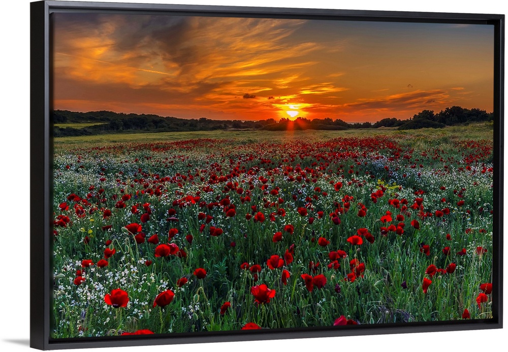 Meadow with poppies at sunset in Kos island, Greece.