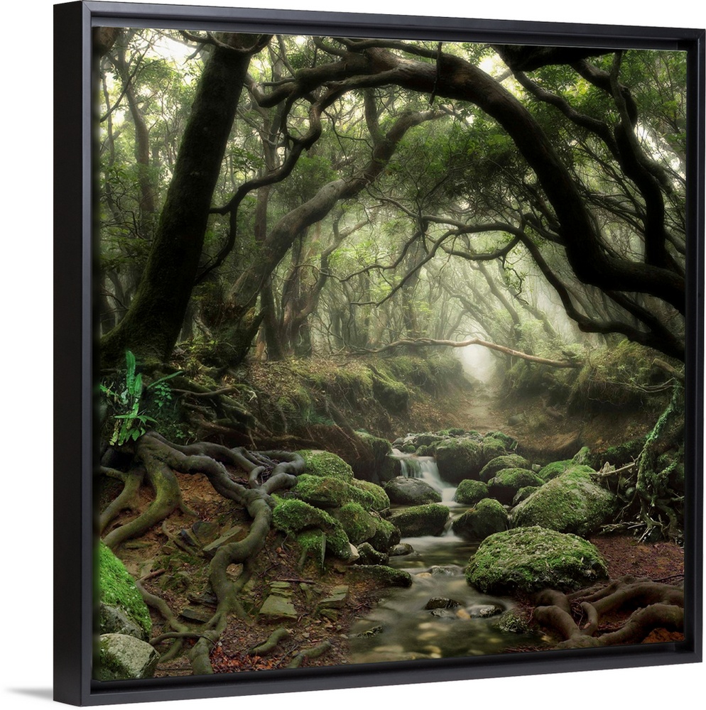 Tree branches forming an archway in a forest with a small stream.