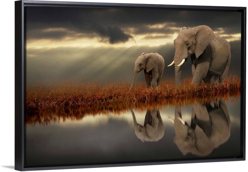 Two elephants walking along the water, with their reflections mirrored below, on a cloudy day.