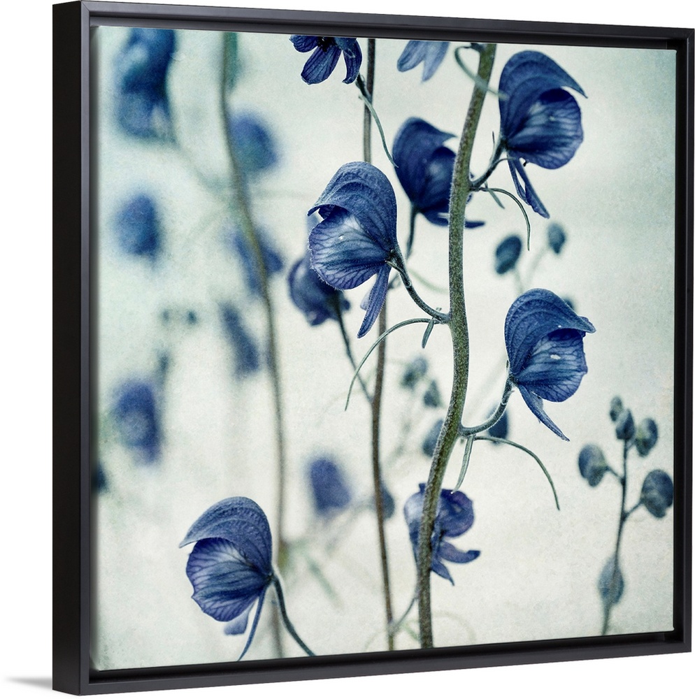 Huge photograph emphasizes the sharp focus on a blossom hanging down.  The intense focus of the flowers in the foreground ...