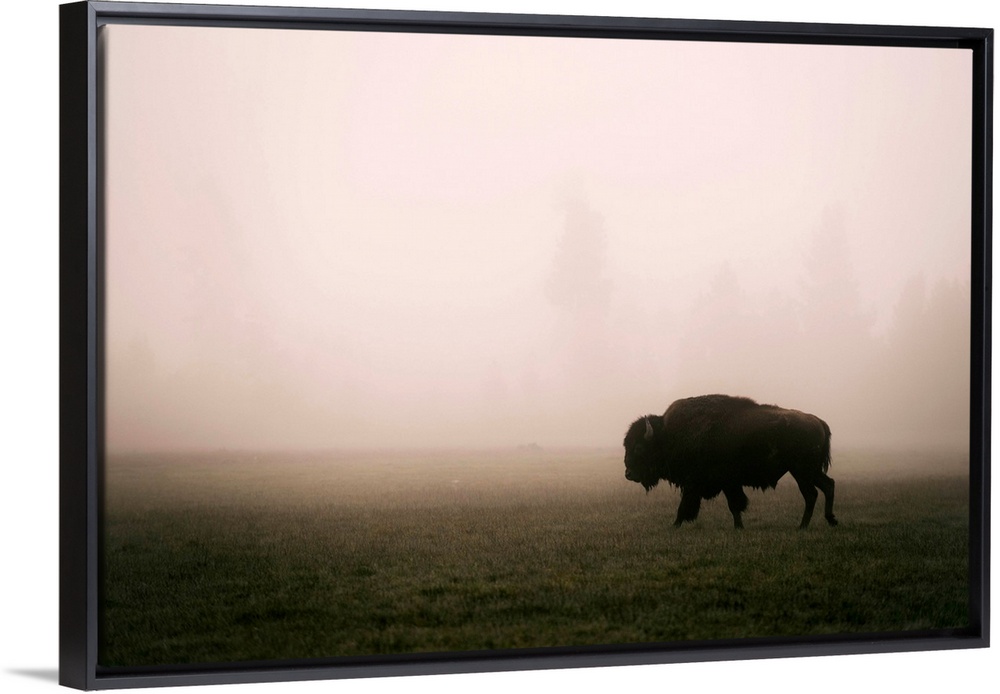 A bison in a misty field at Yellowstone National Park, Wyoming.