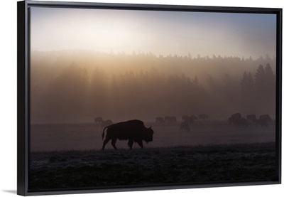 A Bison in Mist