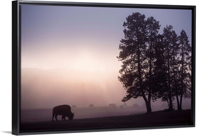 A Bison in Mist