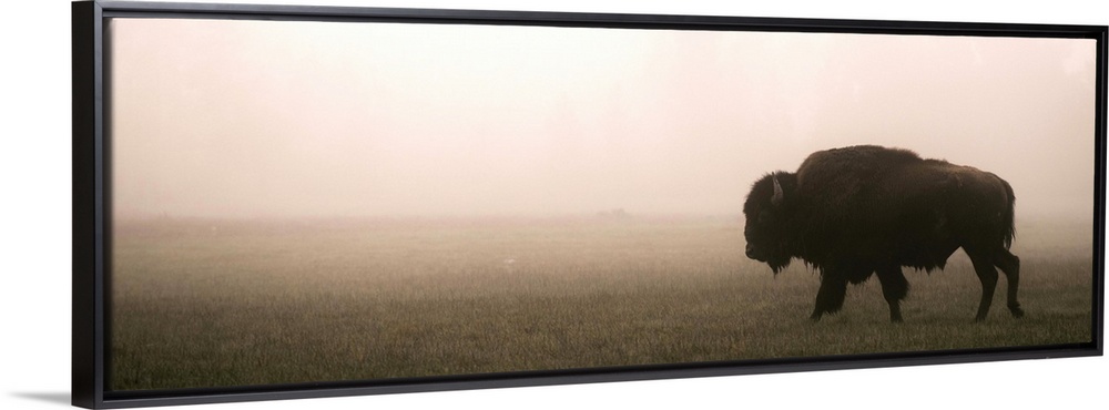 A bison in a misty field at Yellowstone National Park, Wyoming.