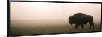 A Bison in Mist - Panoramic