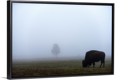A Grazing Bison