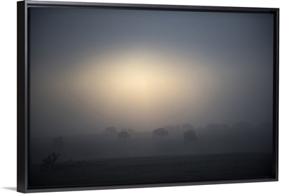 A Herd Of Bison Traveling Through Morning Mist, Yellowstone National Park