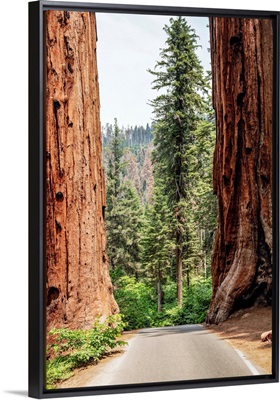A Road Splits Two Giant Sequoias In Sequoia National Park, California