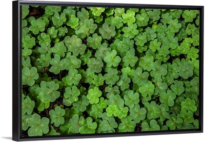 A Sea Of Clovers In San Francisco, California