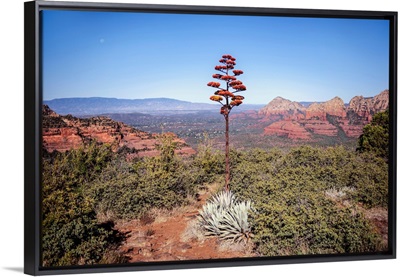 Agave Americana Flowering Stalk, Sedona, Arizona