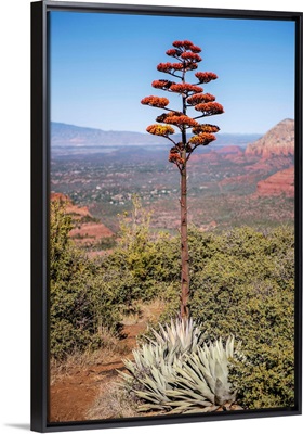 Agave Americana Flowering Stalk, Sedona, Arizona