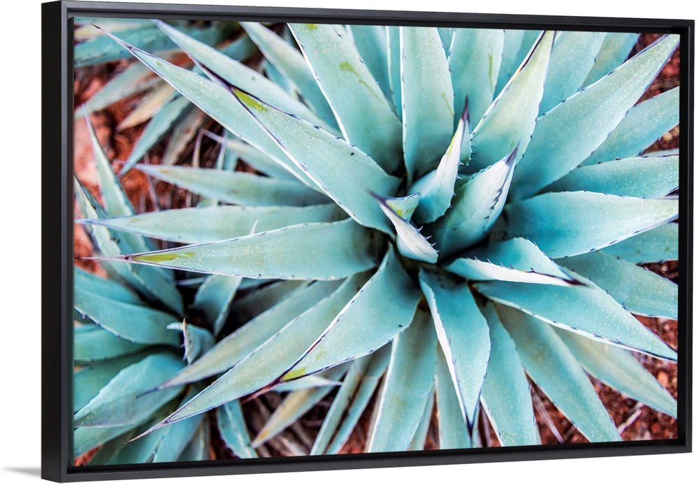 Close-up photograph of agave plants in Sedona AZ.