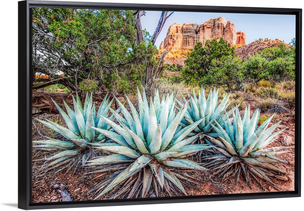 Landscape photograph of Agave plants in Sedona, AZ with Cathedral Rock in the background.