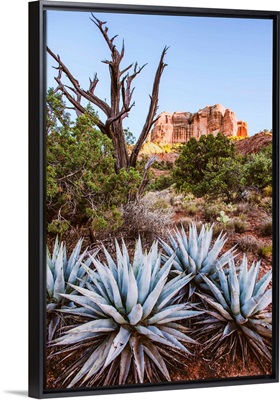 Agave Plants, Sedona, Arizona