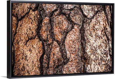 Bark Detail, Sequoia National Park, California