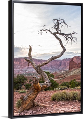 Barren Tree at Panorama Point, Capitol Reef National Park, Utah