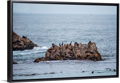 Bird Rock Vista Point, Seal Rock Beach, California