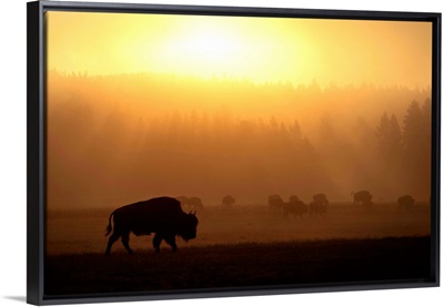 Bison at sunset