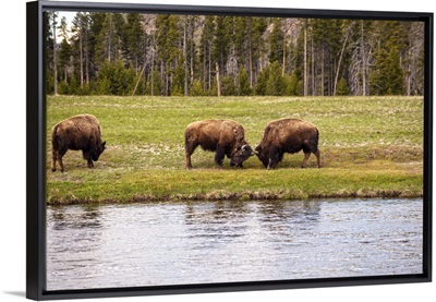 Bison at Water