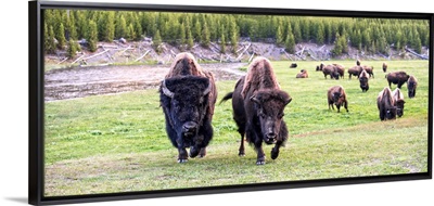 Bison at Yellowstone
