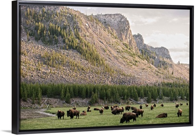 Bison at Yellowstone