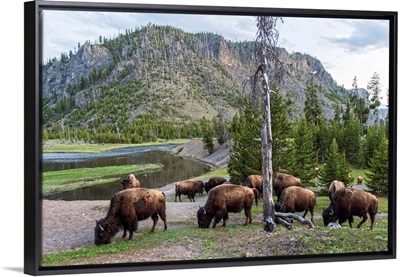 Bison at Yellowstone
