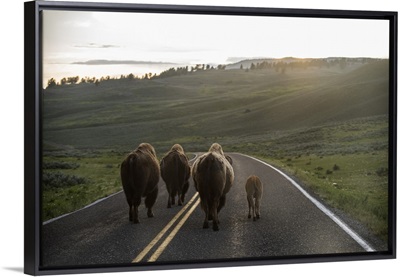 Bison at Yellowstone