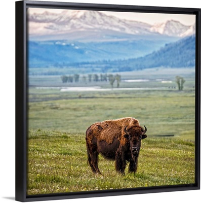 Bison at Yellowstone National Park
