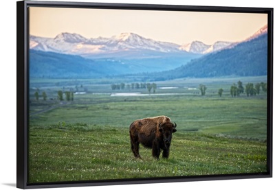 Bison In A Field With Rocky Mountains In View, Yellowstone National Park