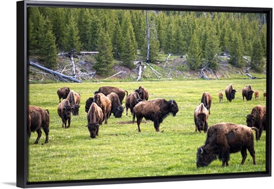 Bison in Field