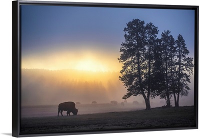 Bison in Field of Mist