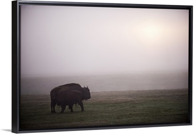 Bison in Field of Mist