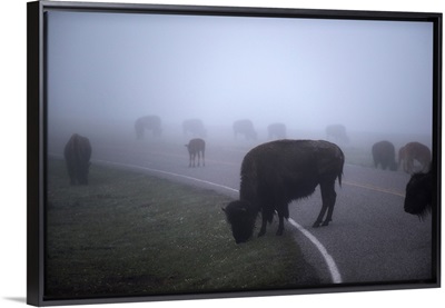 Bison in Field of Mist